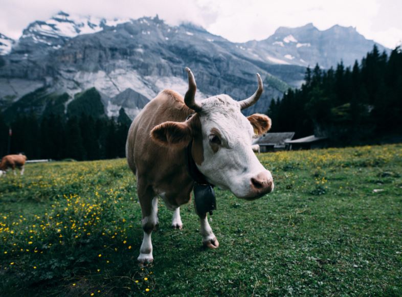 cows in the mountain