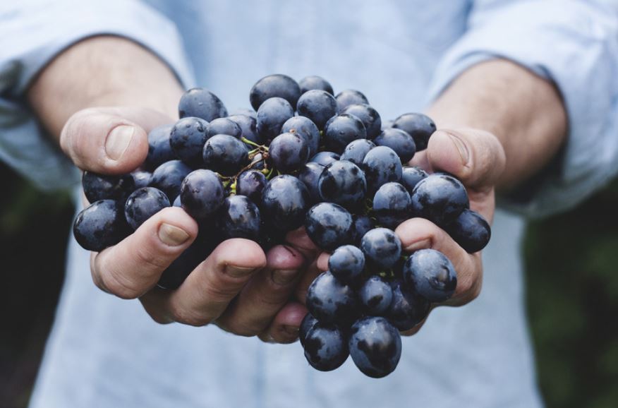 grape harvest