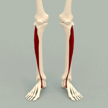 tibialia anterior animation, shin splints