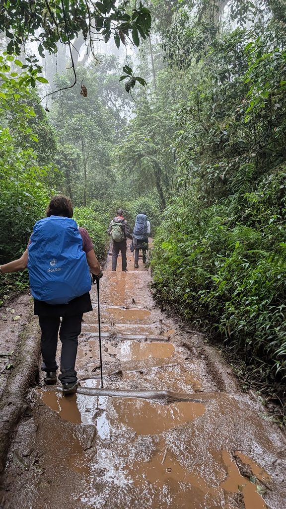 RainForest - Mweka Gate